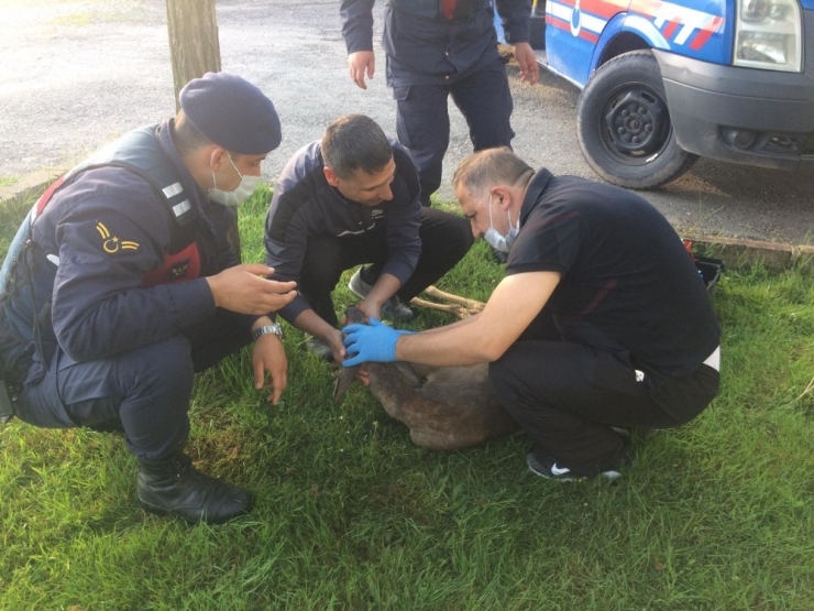 Aracın Çarparak Yaraladığı Karaca Jandarma Ekiplerince Bulundu