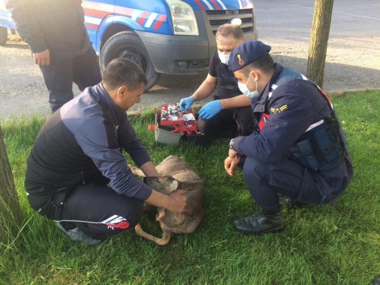 Aracın Çarparak Yaraladığı Karaca Jandarma Ekiplerince Bulundu