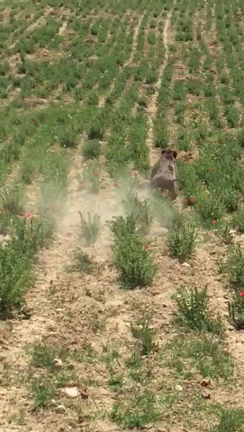 Aç Kalan Yaban Domuzu Şehir Merkezindeki Kekik Tarlasına Girdi