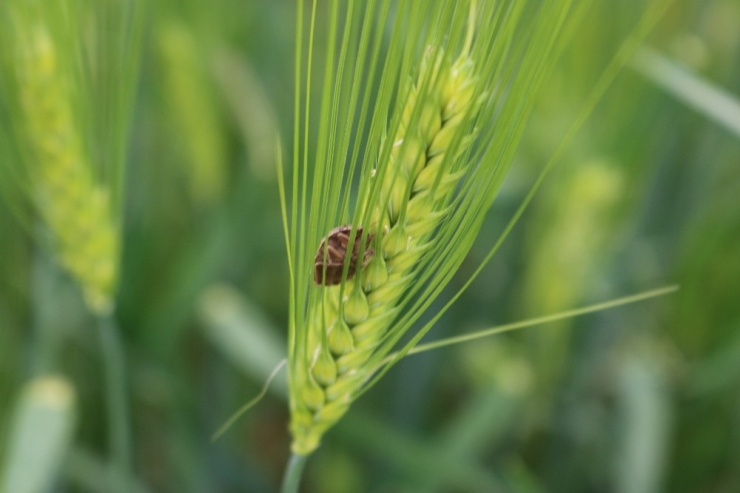Diyarbakır’da 126 Teknik Personelle 4 Milyon Dekarda Süne Mücadelesi Başlatıldı