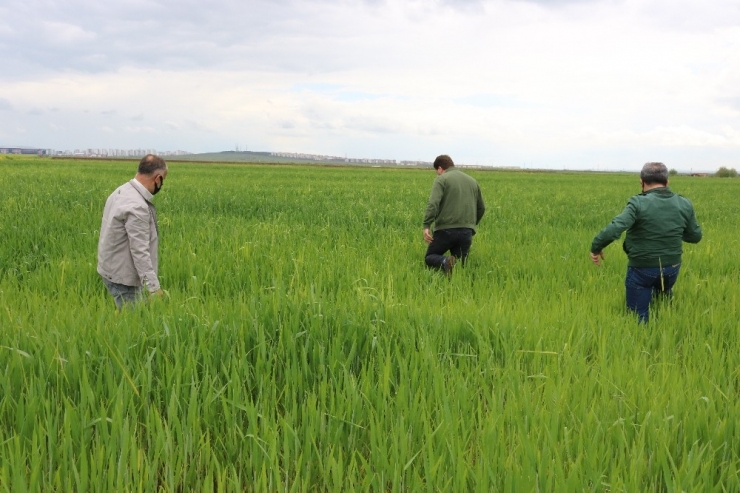 Diyarbakır’da 126 Teknik Personelle 4 Milyon Dekarda Süne Mücadelesi Başlatıldı