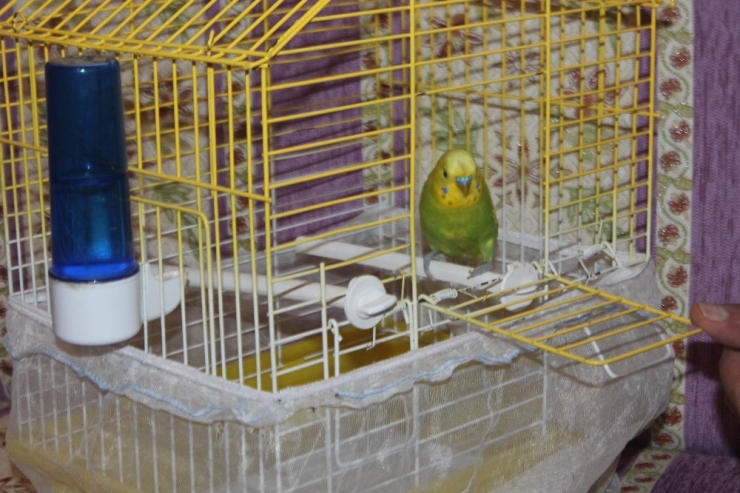 Muhabbet Kuşundan Vatandaşlara ’Evde Kal Türkiye’ Çağrısı