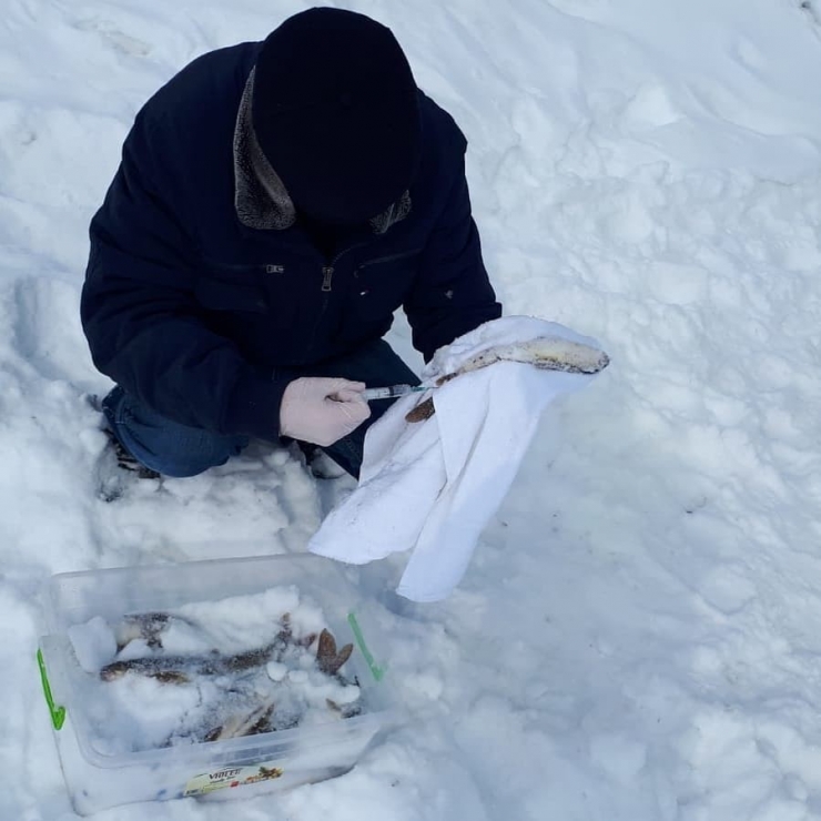 Faydaları Saymakla Bitmeyen Balık Yemlerinde Kullanılacak