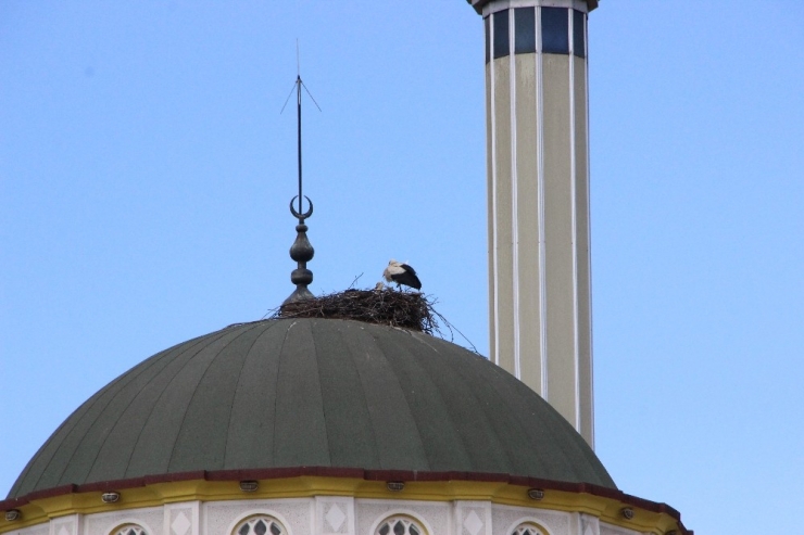 Leylekler Caminin Kubbesine Yuva Yaptı
