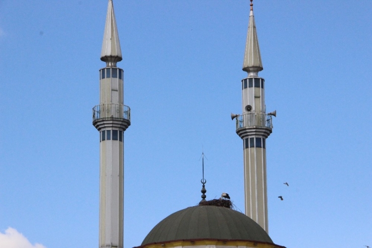 Leylekler Caminin Kubbesine Yuva Yaptı