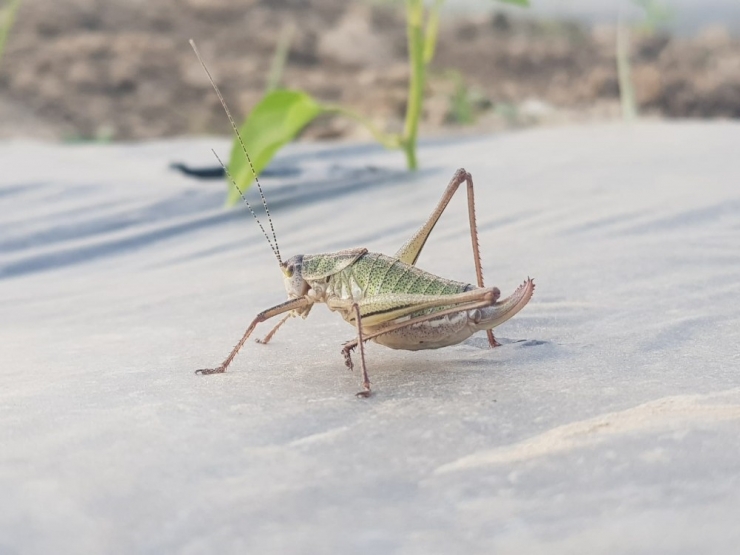 Tire’de Çekirgeler Mahsullere Zarar Verdi