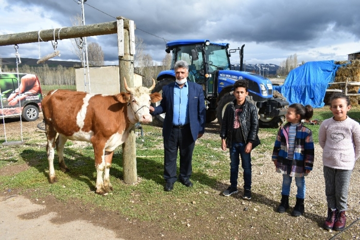 Milli Dayanışma Kampanyasına Düvesini Bağışladı