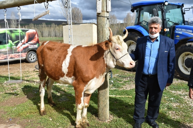 Milli Dayanışma Kampanyasına Düvesini Bağışladı