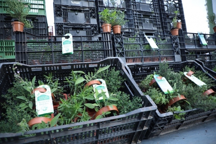 Talas Belediyesi’nden 65 Üstü Vatandaşlara Aromatik Bitkiler Sepeti