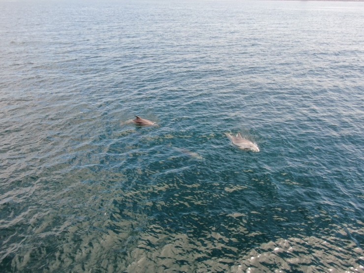 Yunus Sürüsü İstanbul Boğazına Akın Etti
