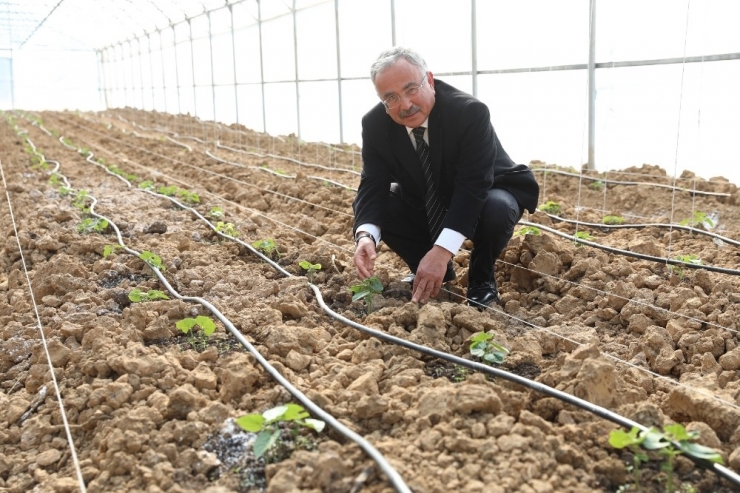 Ordu’da Sözleşmeli Tarım Başlıyor