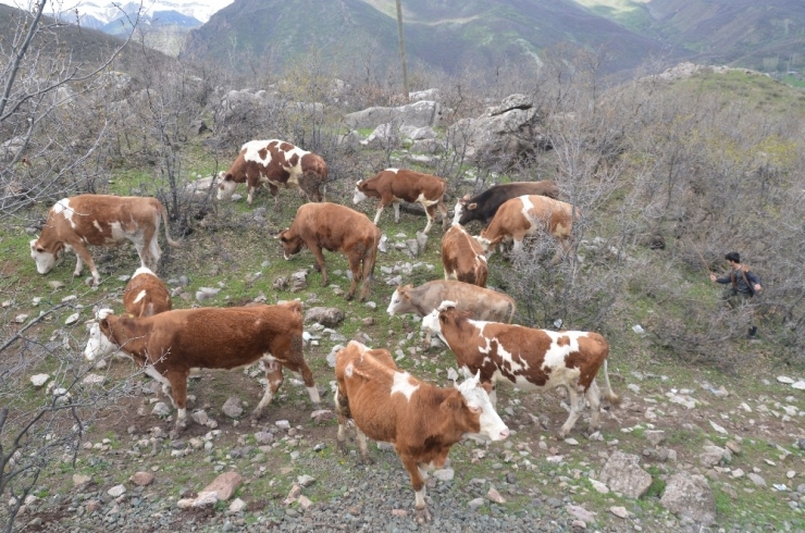 Yayla Yasağı Kalkınca Göçerler Büyükbaş Hayvancılığa Başladı