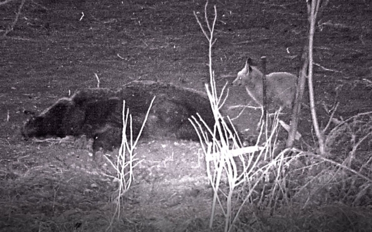 Tilkinin Telef Olan Domuzla Beslenmesi Fotokapanla Görüntülendi