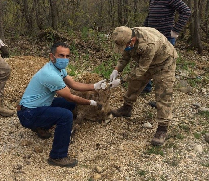 Yaralı Dağ Keçisine İlk Müdahale Jöh’den