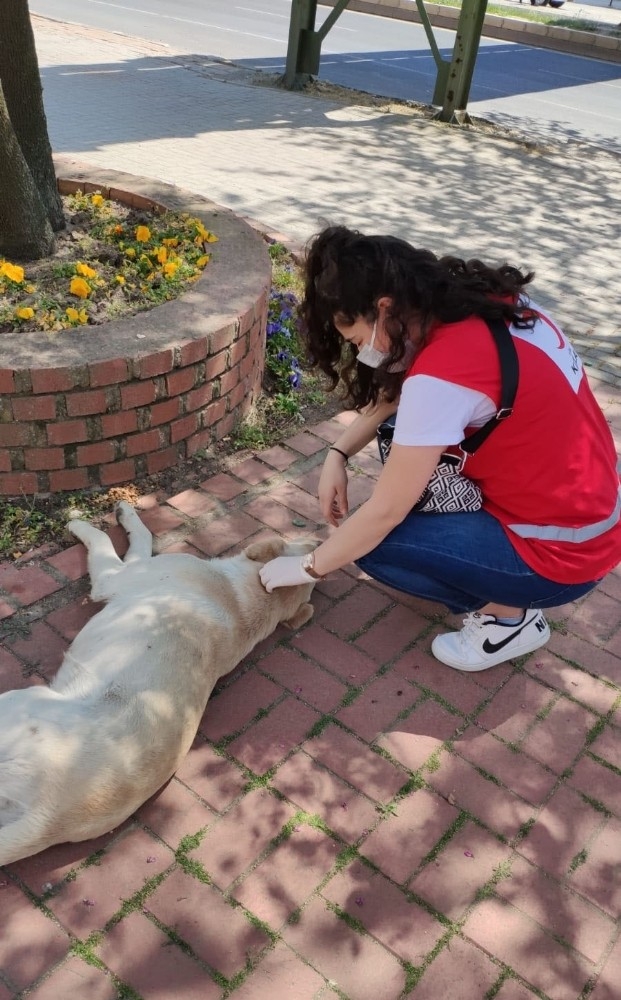 Kızılay Sokak Hayvanlarını Da Unutmadı
