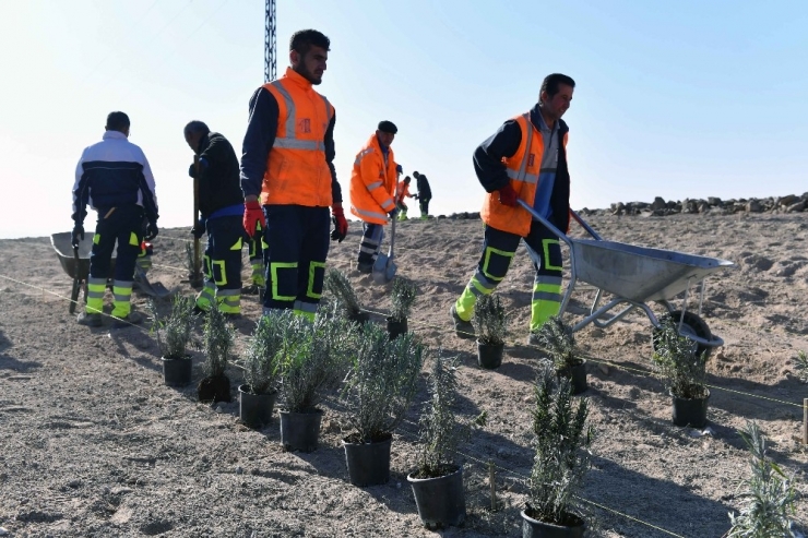 Ankara Büyükşehirden Lavanta Üreticilerine Destek