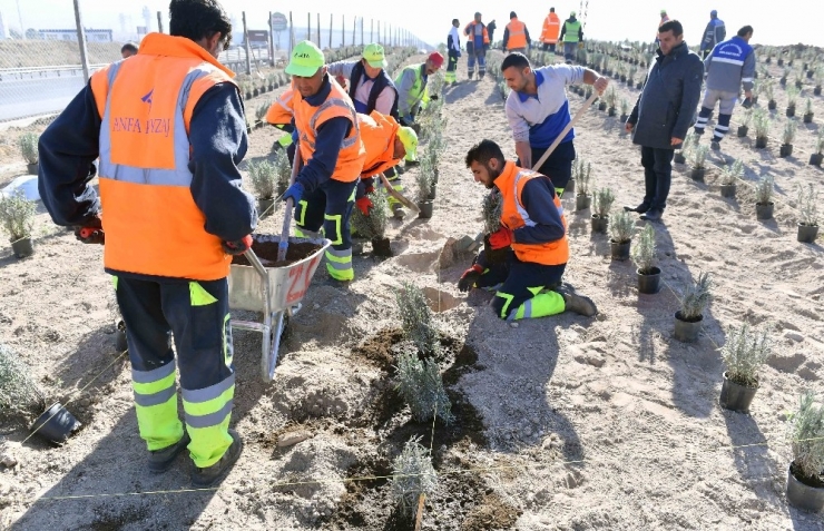 Ankara Büyükşehirden Lavanta Üreticilerine Destek