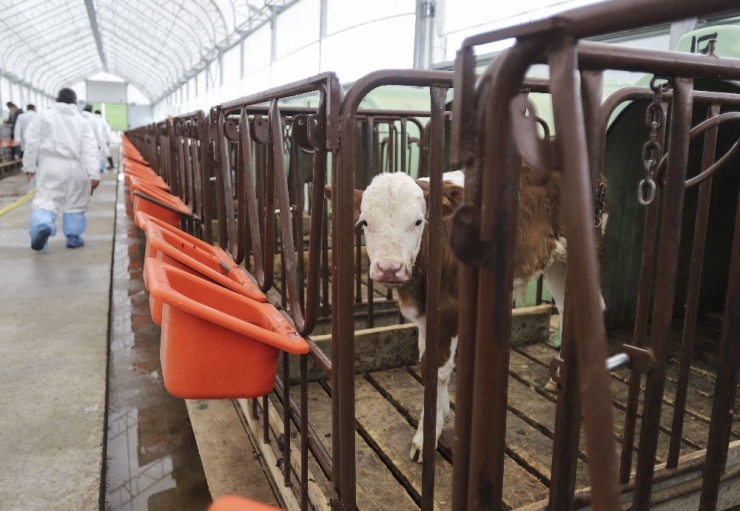 Ankara’da Büyükbaş Hayvanların Aşılama Ve Küpeleme İşlemleri Devam Ediyor