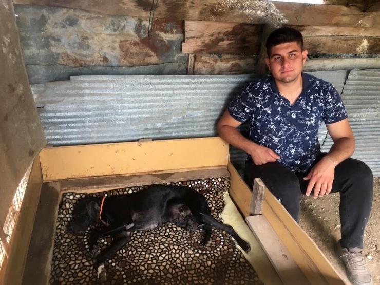 Yavruları Ölen Köpeğin Yeni Doğmuş Kediye Anne Şefkati