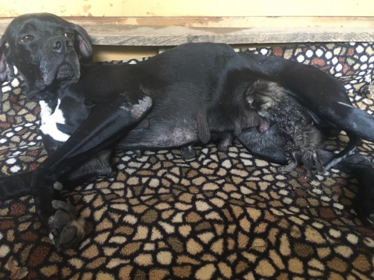 Yavruları Ölen Köpeğin Yeni Doğmuş Kediye Anne Şefkati