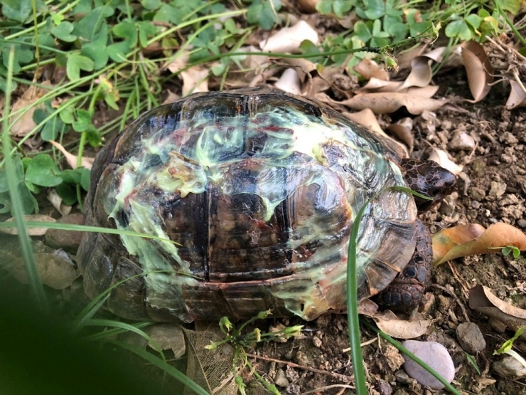 Antalya’daki Kaplumbağa Katliamına Soruşturma
