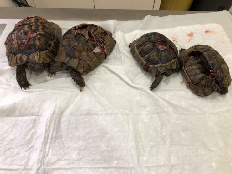 Antalya’daki Kaplumbağa Katliamına Soruşturma