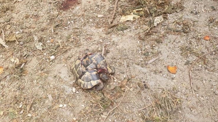 “Kaplumbağalarda Kara Büyü Olduğu İçin Öldürdüm”