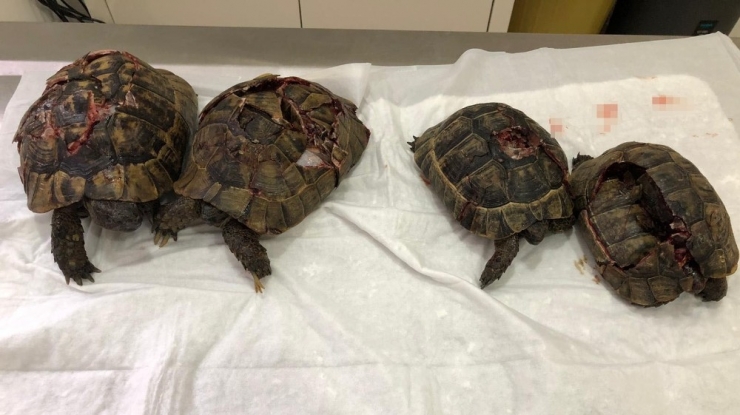 “Kaplumbağalarda Kara Büyü Olduğu İçin Öldürdüm”