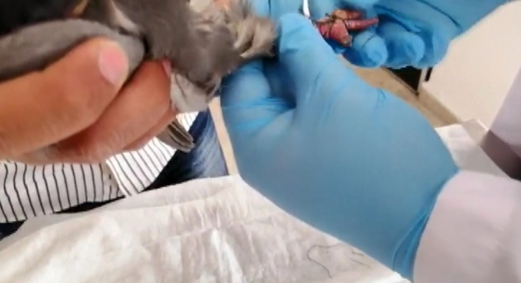 Ayağı Kangren Olan Güvercini Kurtardılar, Uçuşunu Kayda Aldılar