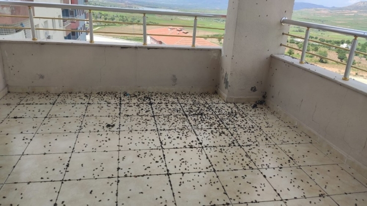 Batman’da Bir Evi Böcekler İstila Etti