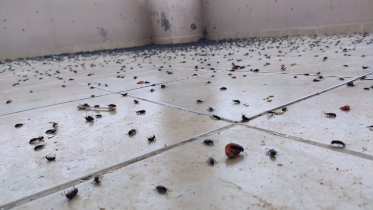 Batman’da Bir Evi Böcekler İstila Etti