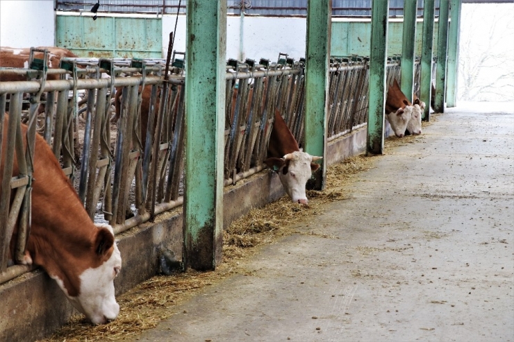 Besi Ve Süt Üreticisi Korona Virüse Rağmen Talepleri Karşılamakta Zorlanıyor