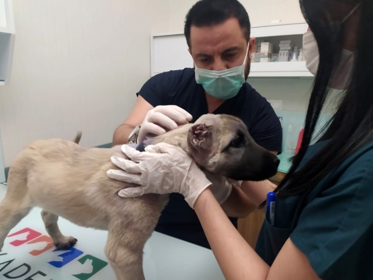 Kulakları Kesilip Sokağa Bırakılan Yavru Köpeğe Hayvanseverler Sahip Çıktı