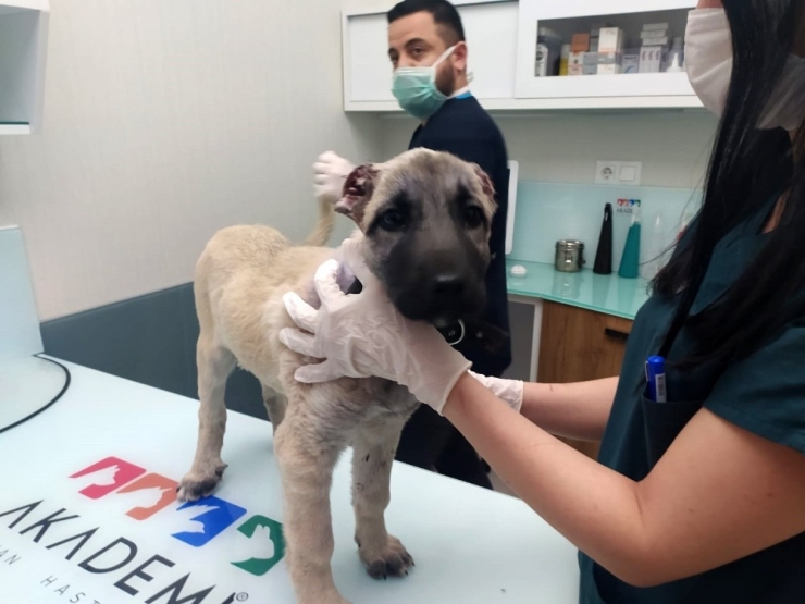 Kulakları Kesilip Sokağa Bırakılan Yavru Köpeğe Hayvanseverler Sahip Çıktı