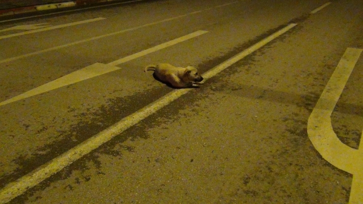 Polis Memuruyla Köpeğin Gülümseten Görüntüleri