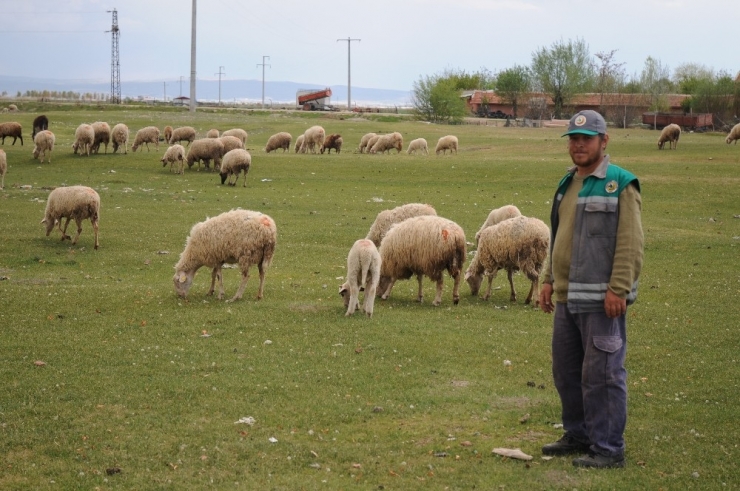 Çobanlar Üretimin Devamlılığı İçin İşlerinin Başında