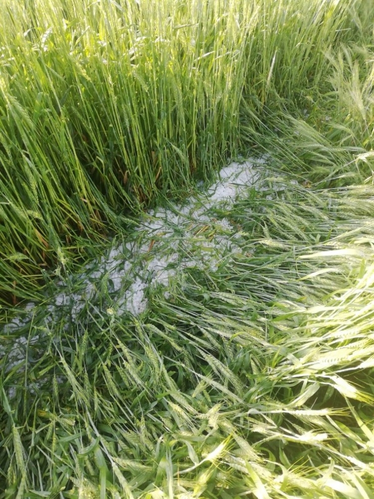 Diyarbakır’da Dolu Ekili Alanlarda Zarara Yol Açtı