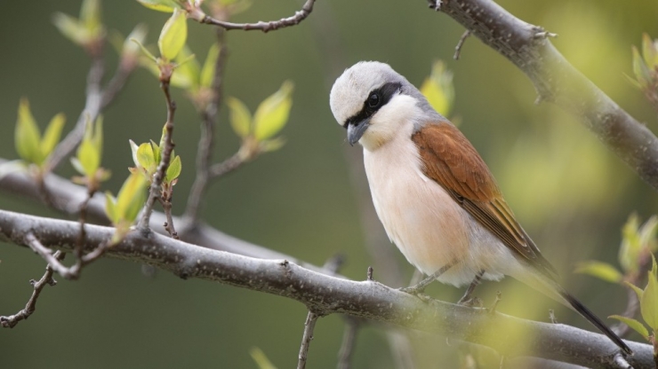 Bu Kez Anı Yakalamak İçin Evlerinde Deklanşöre Bastılar