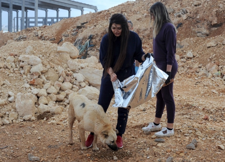 Kısıtlama Nedeniyle Aç Kalan Köpekleri Elleriyle Beslediler