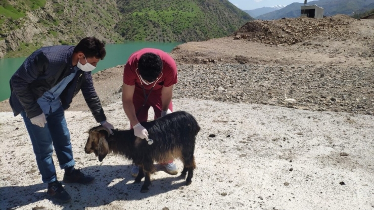 Hasta Hayvanlara Ulaşmak İçin Heyelanın Kapattığı Yolu Yaya Olarak Geçtiler