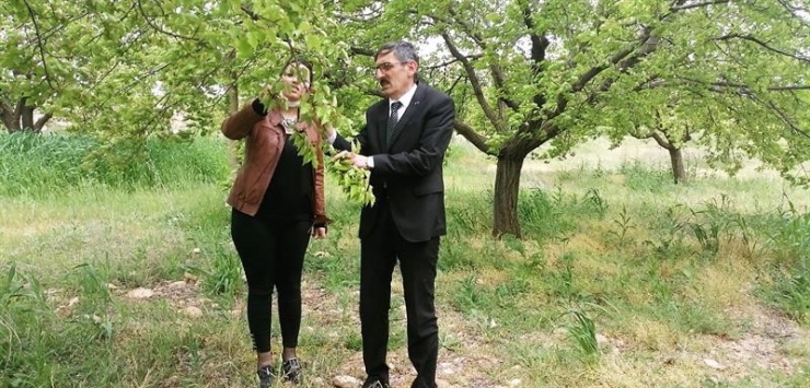 Hekimhan’da Ağaçlarda Zirai Don İncelemesi Yapıldı
