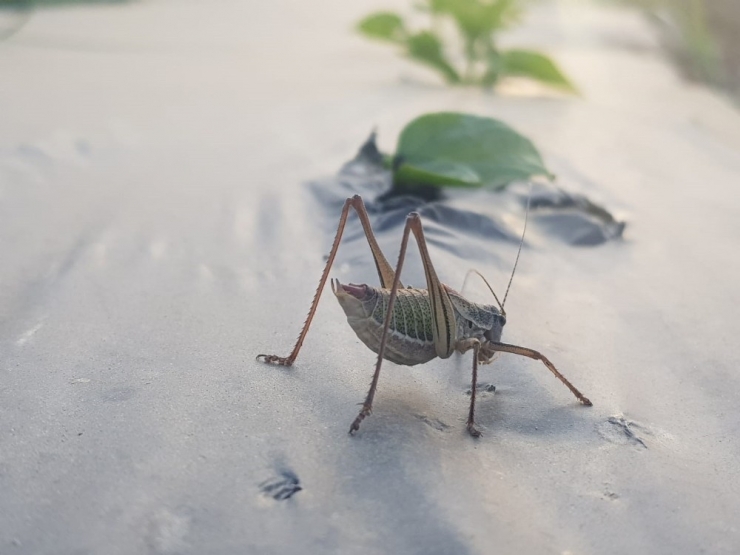 Tire’de Çekirgeler İle Kimyasal Mücadele Yapılacak