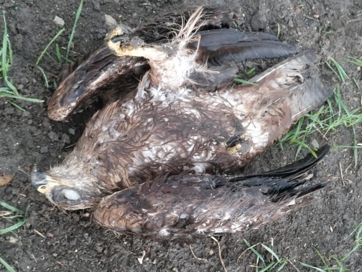 Kars’ta Yabani Hayvan Ölümleri