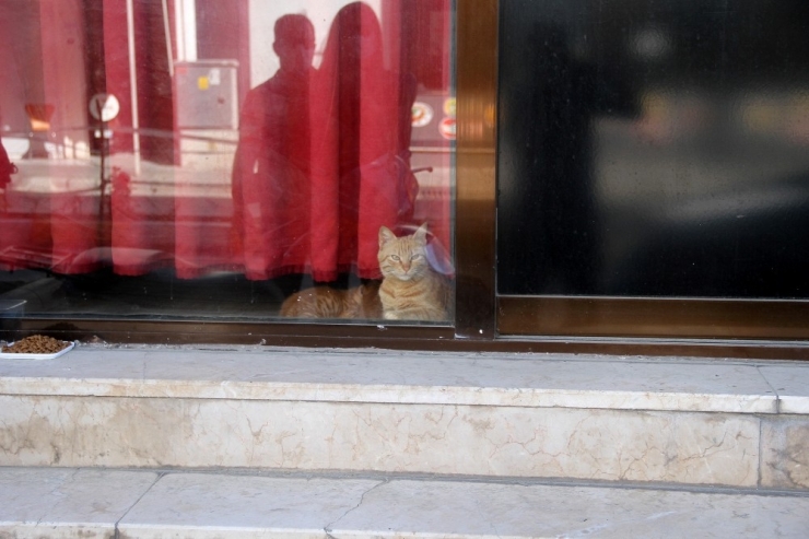 Kıraathanede Mahsur Kalan Kedi Ve 2 Yavrusu Kurtarıldı