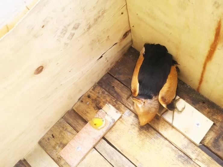 Arazide Bulunan Yaralı Balaban Kuşu Tedavi Altına Alındı