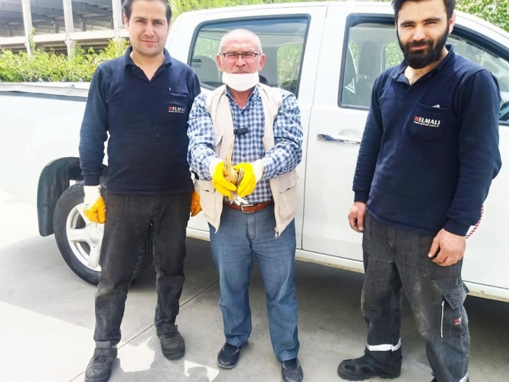 Arazide Bulunan Yaralı Balaban Kuşu Tedavi Altına Alındı