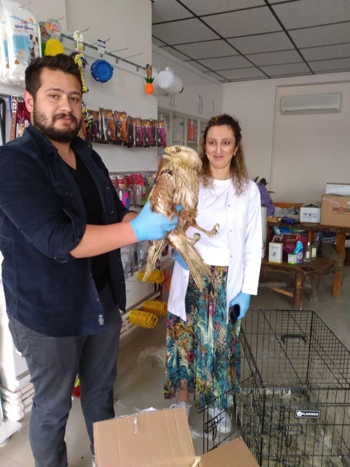 Yaralı Halde Bulunan Doğan Ve Şahin Koruma Altına Alındı