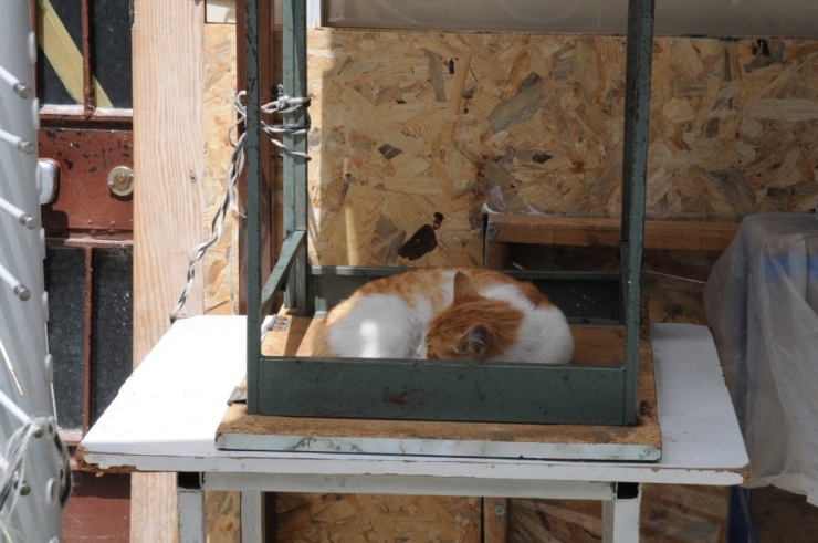 Tezgahlar Kedilere Emanet