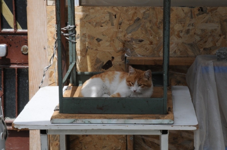 Tezgahlar Kedilere Emanet