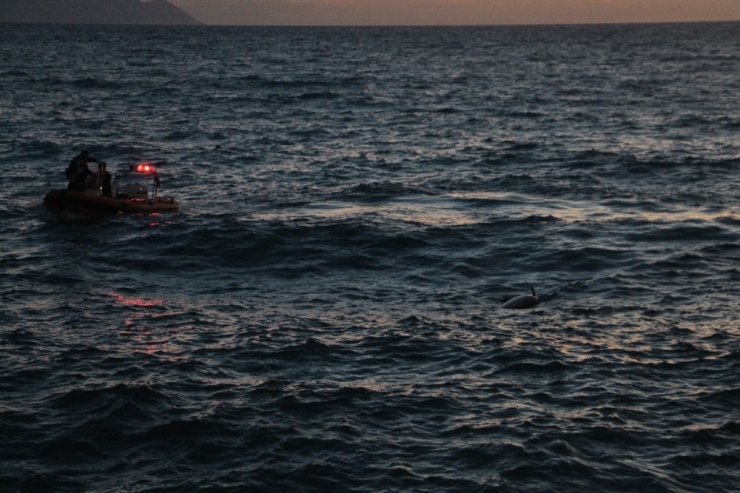 Kuşadası’nda Ölü Yunus Balığı Karaya Vurdu